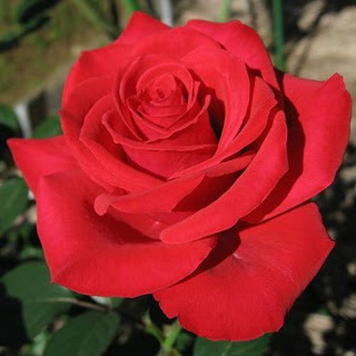 Red Parfum™ climber, futó rózsa